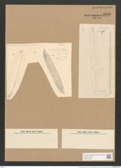 Nitzschia grandis Kitt. (de-Toni-Nr.: Genus 47, Species 2071) Zeichnungen Sammlung Grunow Nr. 4089 (NHMW-BOT-W0371938)